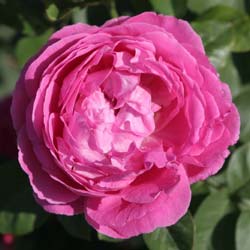 rosa paul neyron